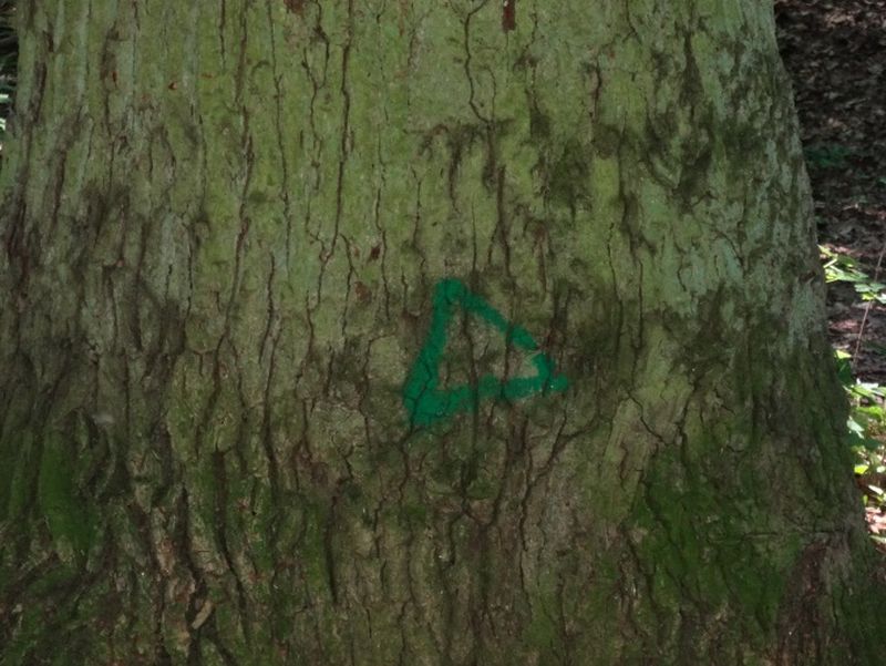 Markanter alter Baum; Markierung: grünes Dreieck 