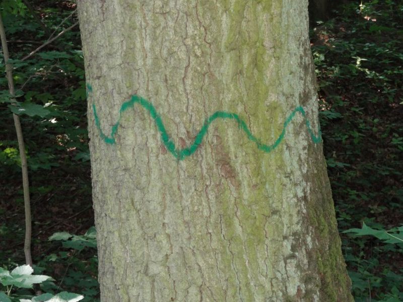 Höhlenbaum; Markierung: grüne Wellenlinie 